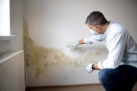 Best Mold Damage Restoration in USA